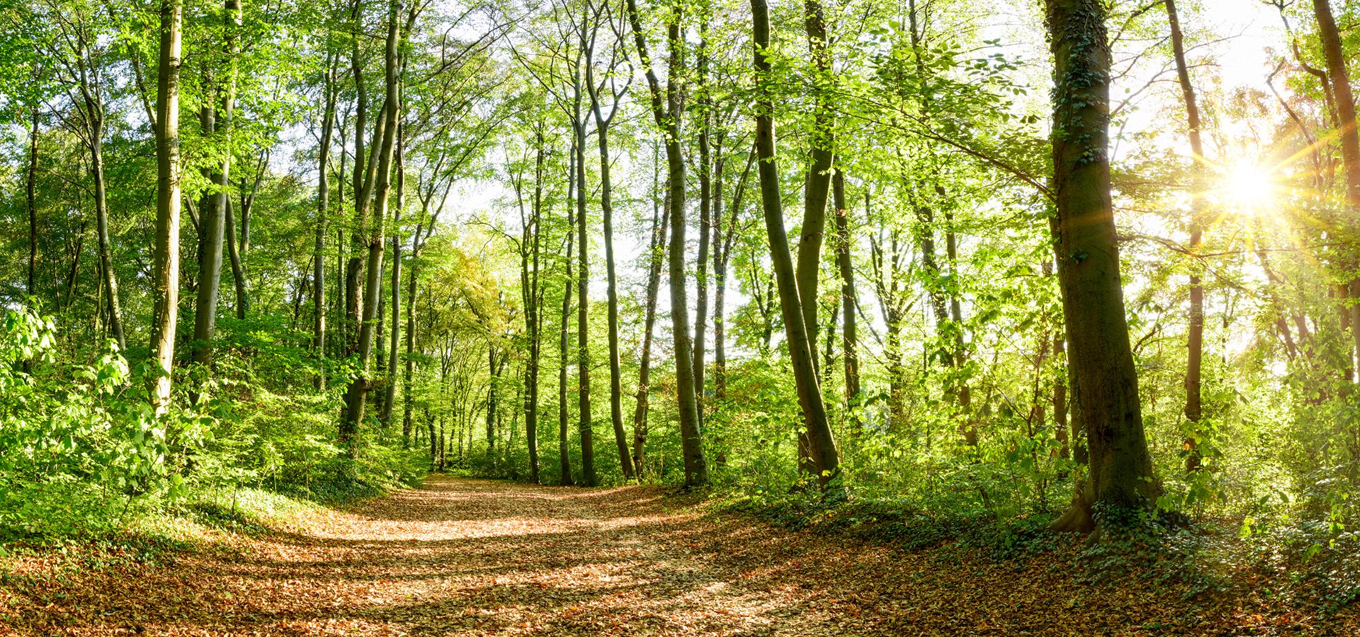 Waldweg